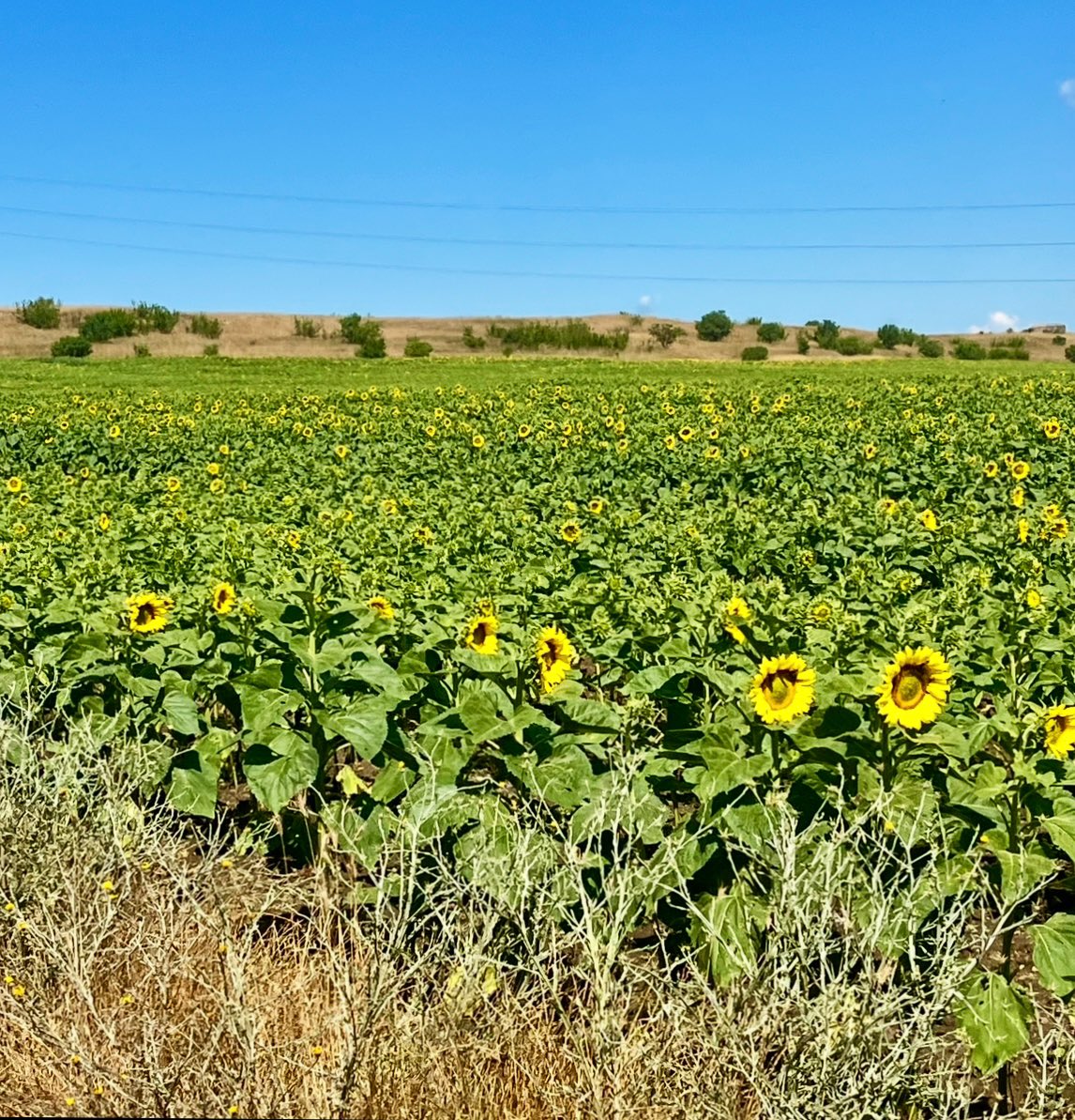 Sunflowers aplenty. 🌻 #SummerVibes