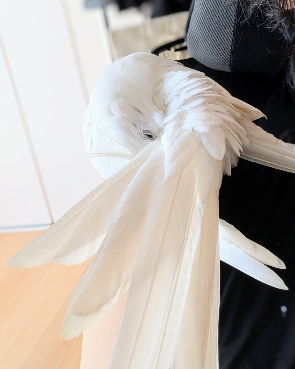 牙突みたいな感じのルビちゃん♡