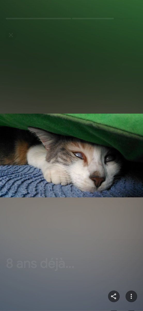 Minefine tweet media