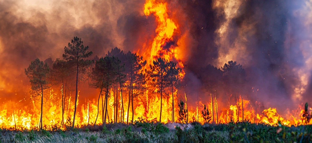 RÖPORTAJ  |  Yangınlar söndü, tartışmaları Münih Üniversitesi’nden yangın ekoloğu Dr. İsmail Bekar ile konuştuk:

💬Yılda çıkan ortalama 2000 yangından yalnızca 50-100 gibi küçük bir kısmı sabotaj ya da kundaklama. 

💬Aynı anda yangın çıkması çok yaygın bir durum; sabotaj olduğu