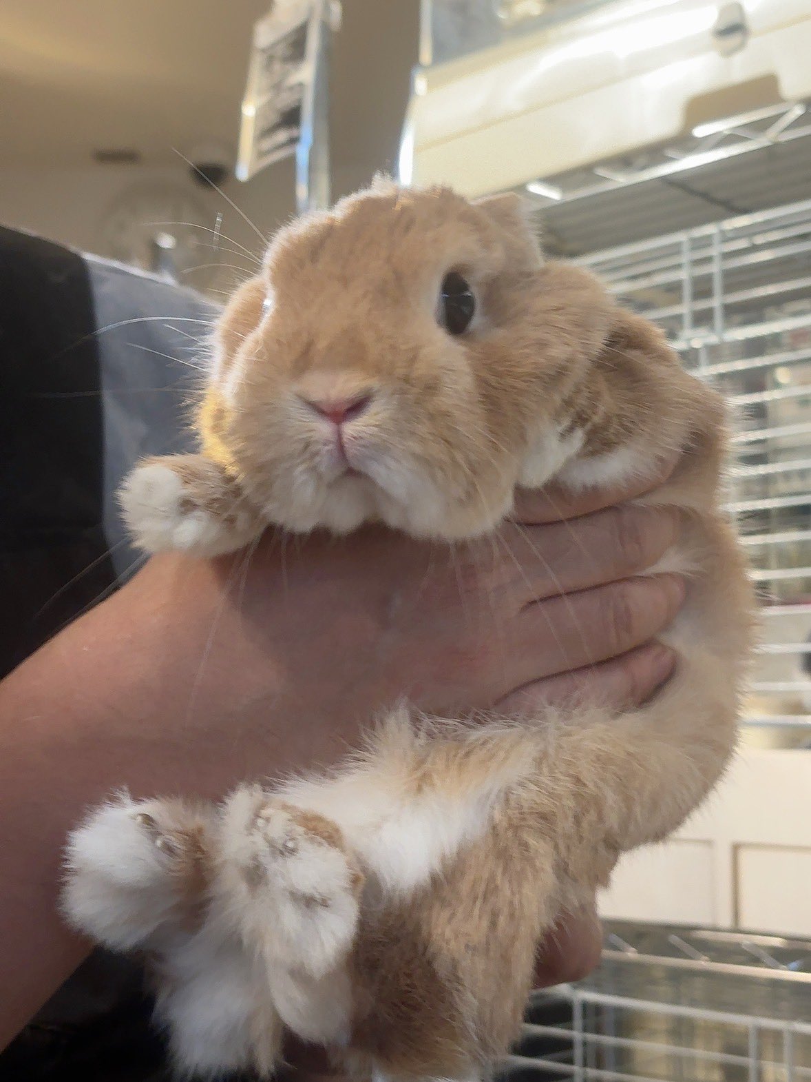 うさぎ うさぎのくるみ on X: 
