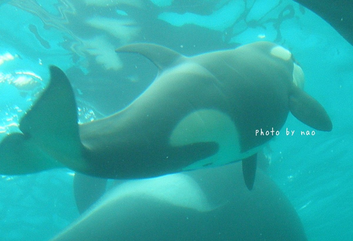 とらちゃんページ ジェル ✭ on X: 