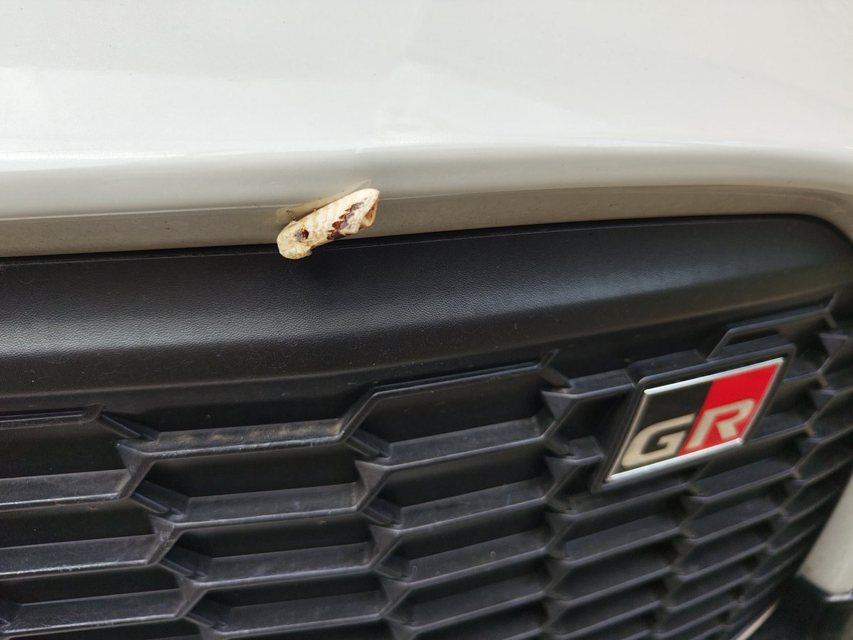 なんだろうコレ

アゲハ蝶のサナギ…❓

 #GR86