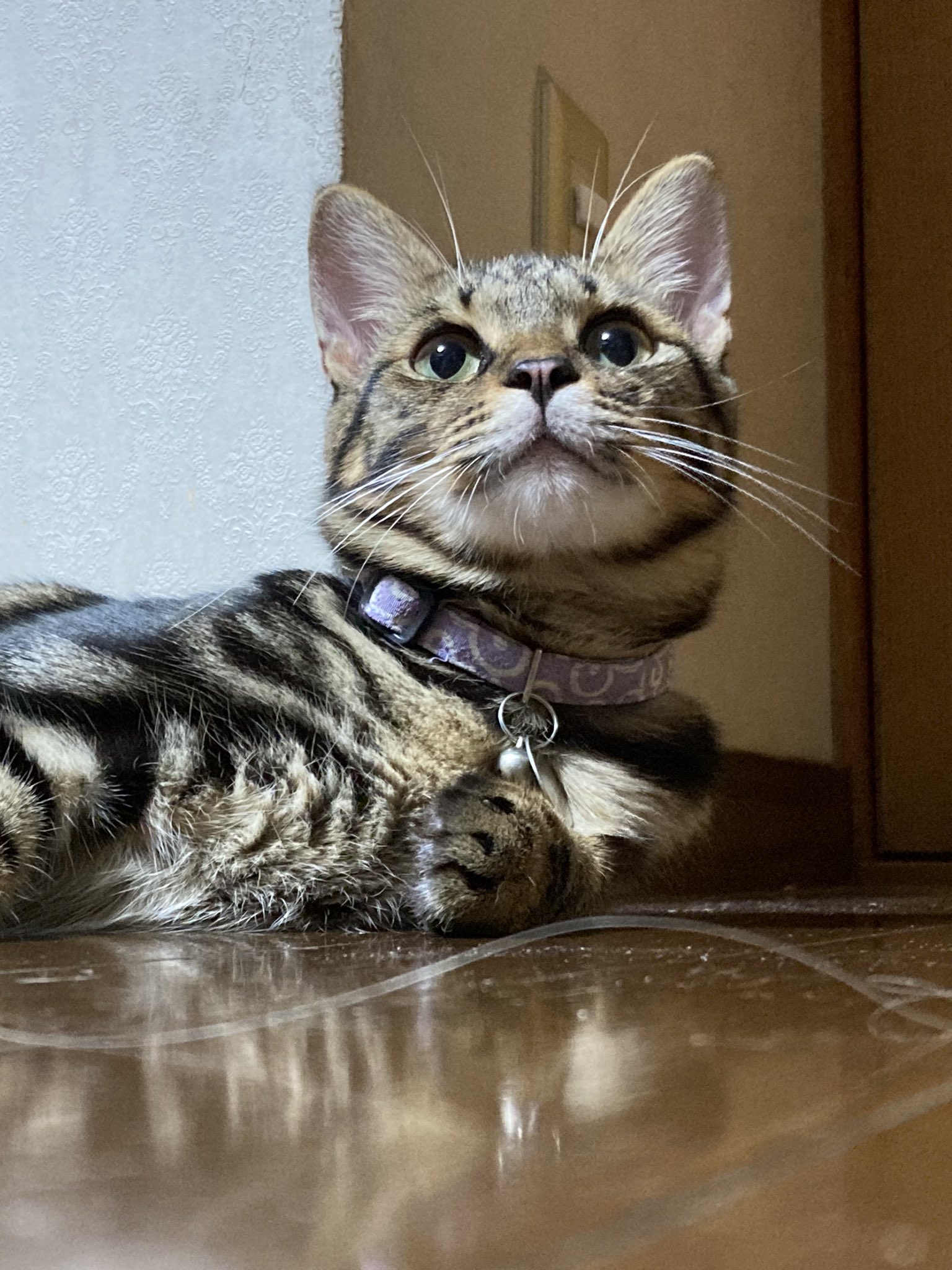 ぴーちゃん305【招き猫販売中】 on X: 