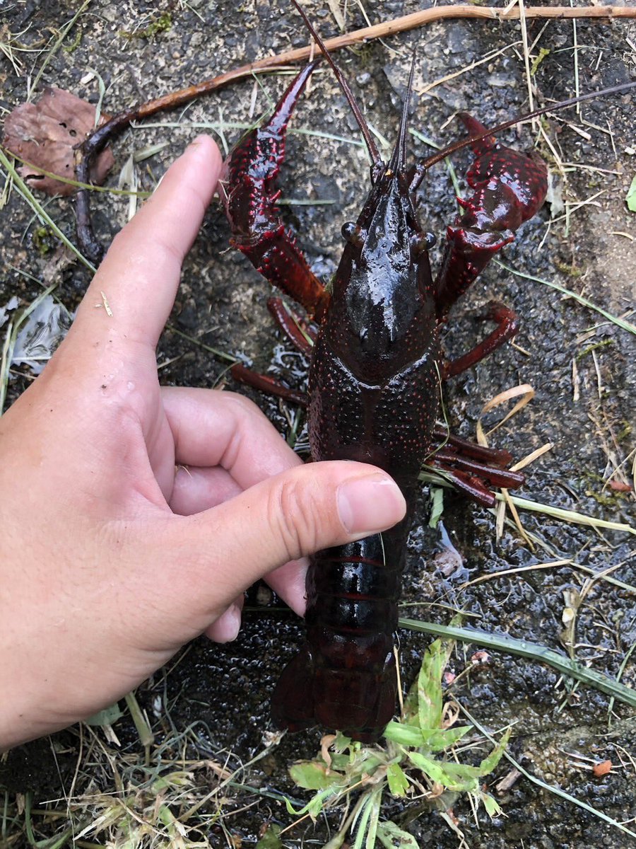 ザリガニページです。 FRESHWATER LOBSTERS from a Japanese river【ENG SUB】 - YouTube