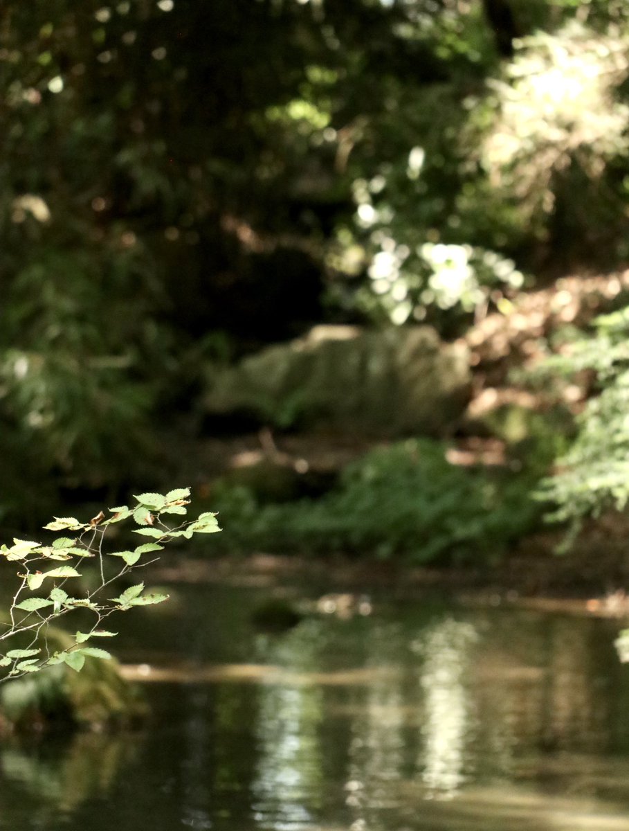 水辺×緑は涼しい🌿

#写真撮ってる人と繫がりたい #写真好きな人とつながりたい 
#カメラ好きな人と繋がりたい #キリトリセカイ #夏