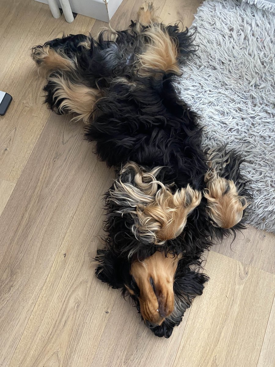 GG <a href="/PCSDIV2/">PCS #DIV2 ⚜️</a> 
Très content des gars, de la prépa et du résultat final !

2-0 week, on va très bientôt pouvoir se concentrer uniquement sur le sportif, donc ça fait trop plaisir !
#CLAWIN 

(Virgule fait son grand retour)