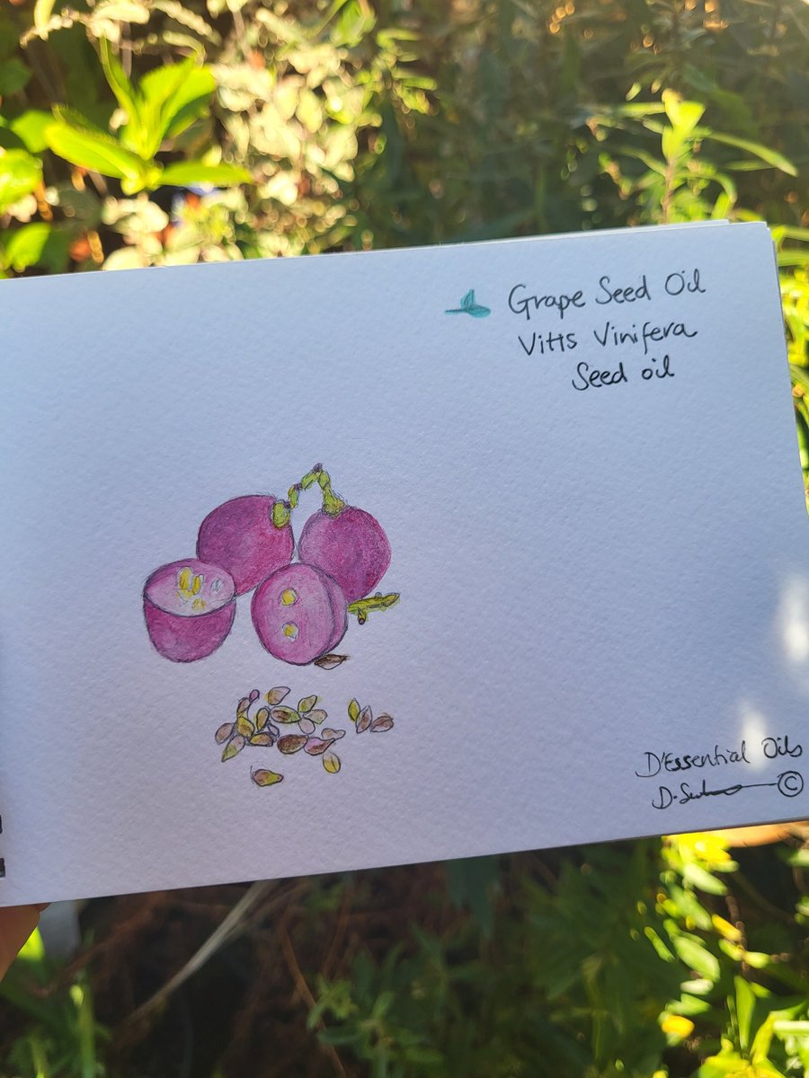 dessentialoils_'s tweet photo. I painted these in the garden three years ago 🥰 What's your favourite flower? 

Artwork by Diya and available only on https://t.co/XB9sz92FcD 

Happy, Healthy, Natural Living Lifestyle 

Love, 

Diya x https://t.co/vYLLvkVDIh
