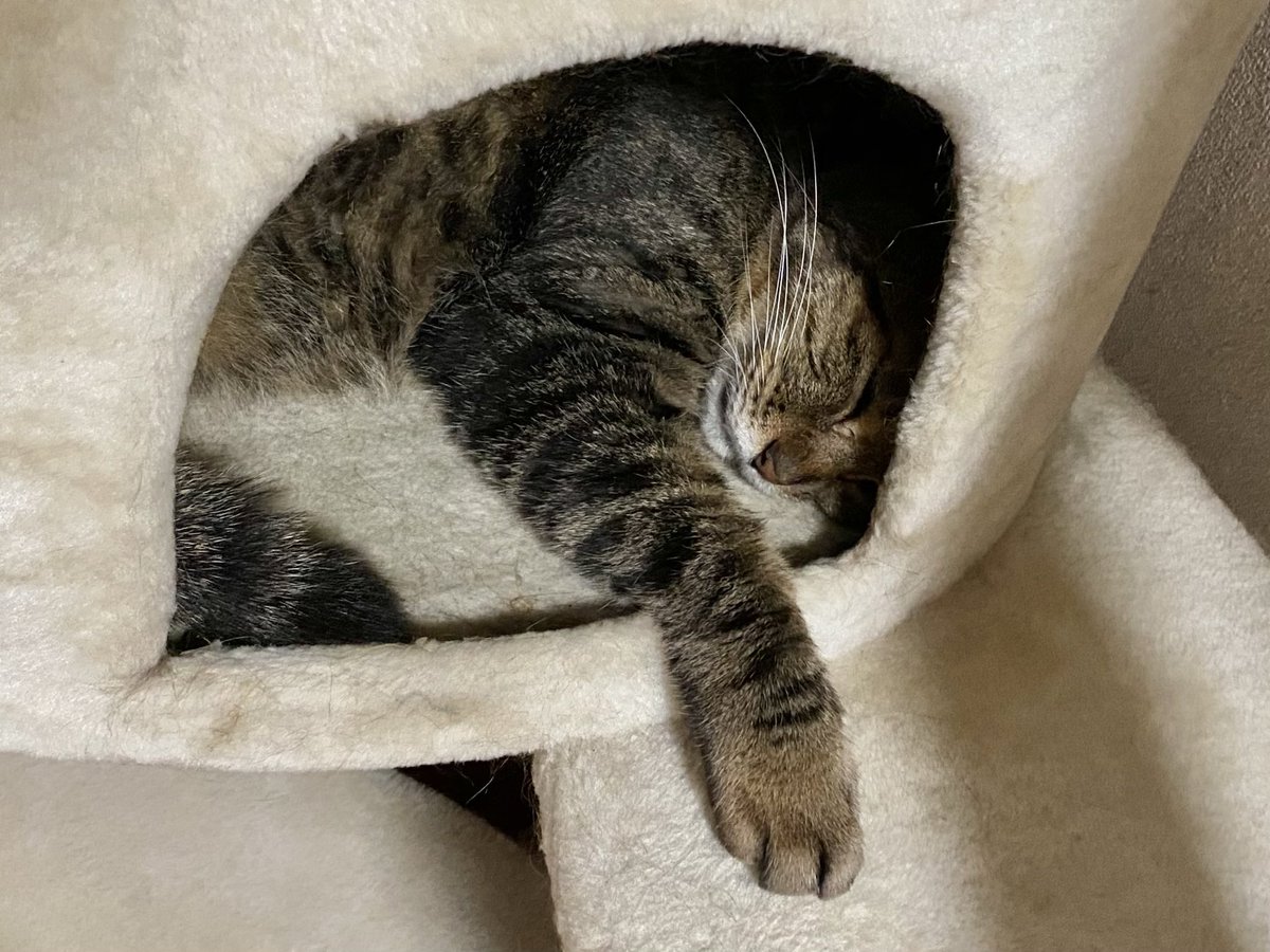 おててが可愛いと思ってしまう

#猫 #cat #保護猫 #キジトラ #ねこ部 #猫のいる暮らし #猫好き #ねこのいる生活 #猫好きさんと繋がりたい #リトルキャッツ出身 #くるにゃん卒業