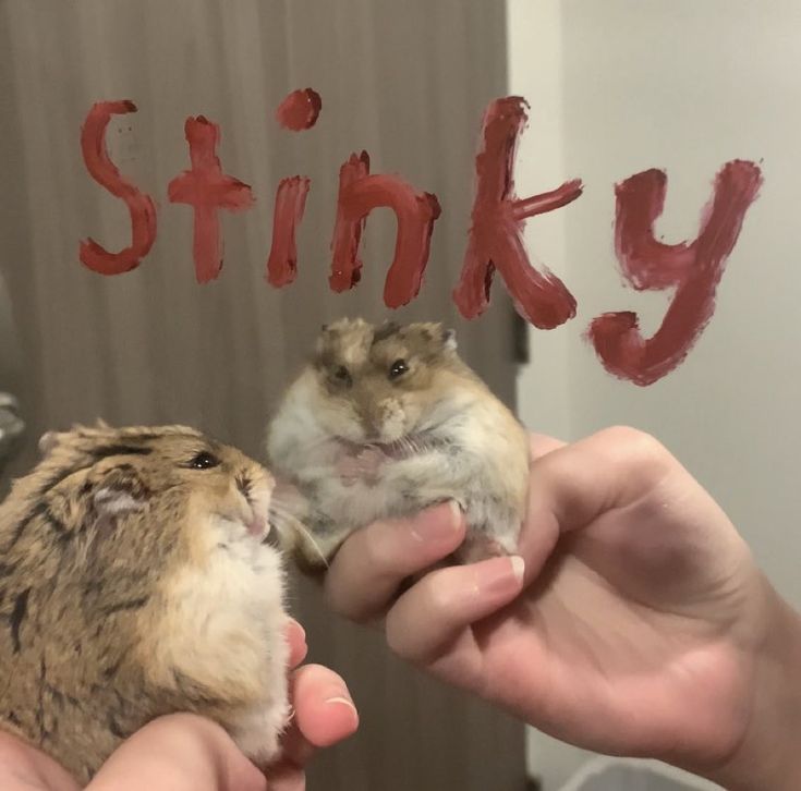 Tweets Of Hamster (@tweetsofhamster) on Twitter photo 