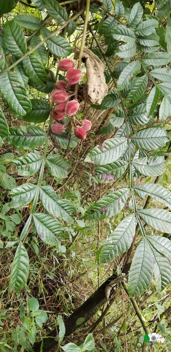 irlac21's tweet photo. #DRC #Botany #plants #flowers #AfricanPlant #biodiversity #wildlifephotography #taxonomy #photography #plantsci #shrub #plantlovers #UOB #CREGET #Melianthaceae #Bersama
Bersama abyssinica π΄π https://t.co/HazURPbjUt