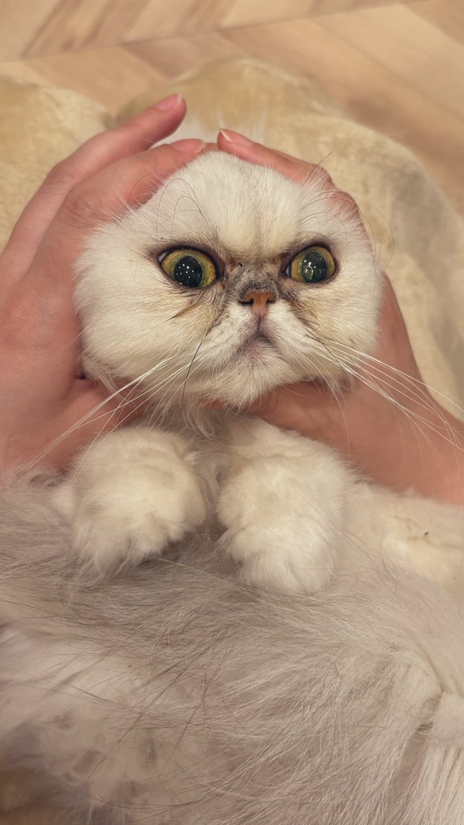 にゃんこ。 おっきなにゃんこの金魚鉢 L ドギーマンハヤシ | イオンスタイル