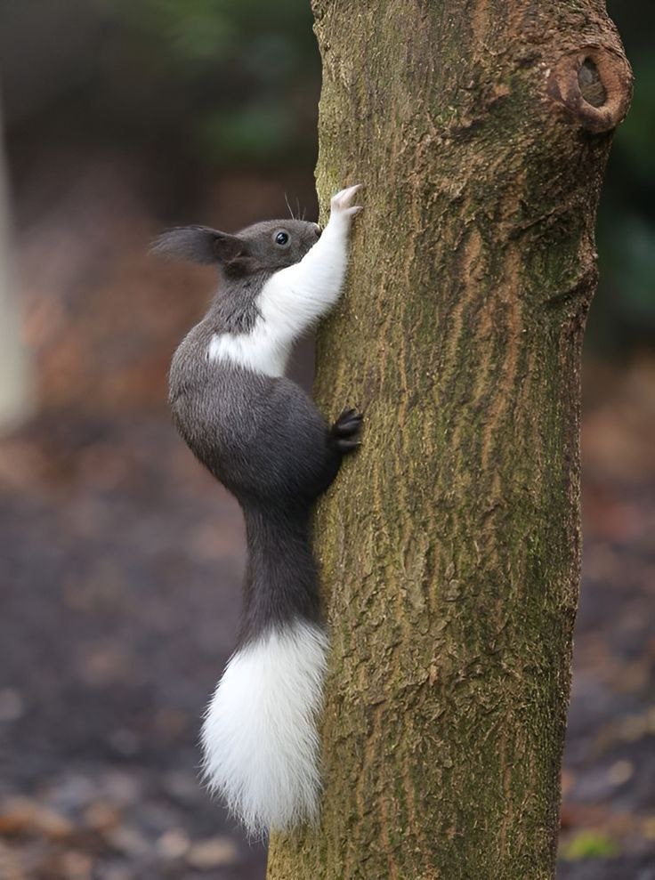 Ebû Hüreyre (r.a.) anlatıyor:

“Ey Allah’ın Resûlü! Canlılar neden (hangi maddeden) yaratılmışlardır?” diye sordum. Resûlullah, “Sudan” buyurdu. (Tirmizî, Sıfatü’l-cenne, 2)