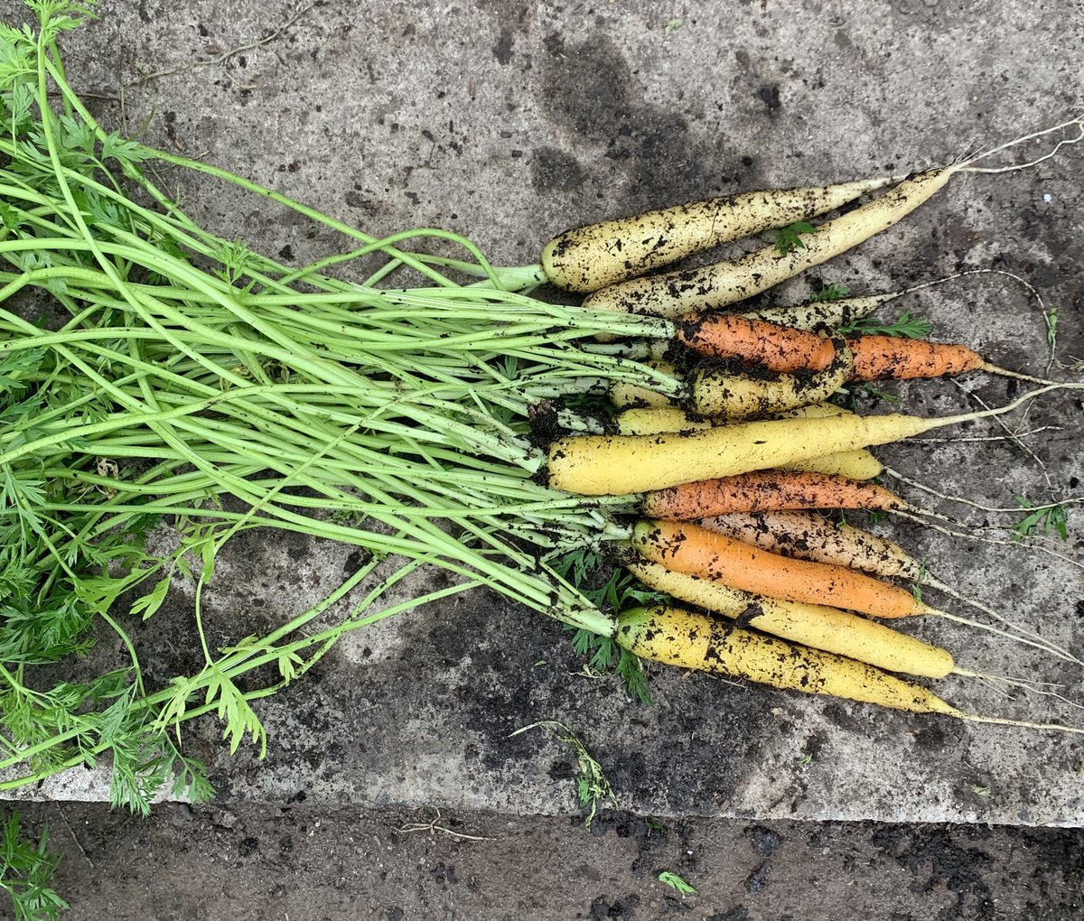 Tony Cottam tweet media