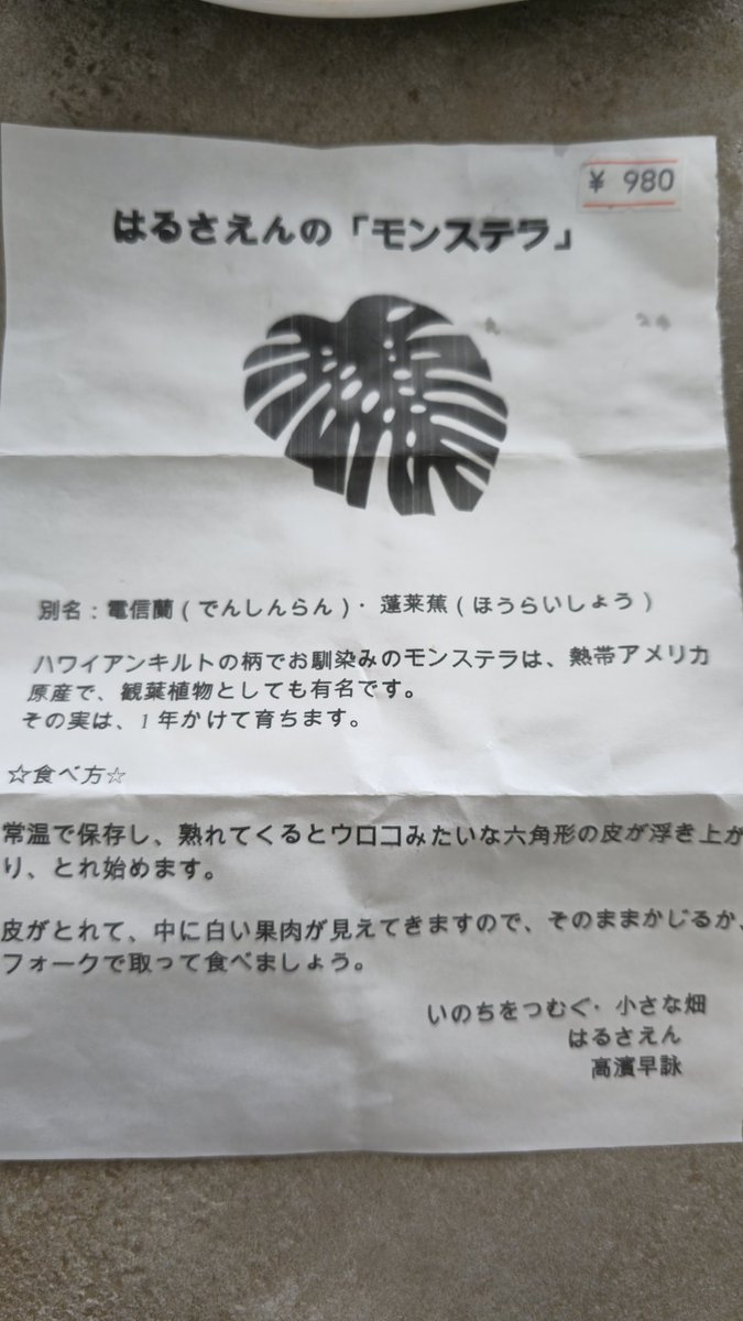 もう一つはモンステラデリシオーサ
観葉植物だけど実が食べられる!?
名前のとおりﾃﾞﾘｼｬｽ😁
コップに立ててカバーをして1週間、周りの鱗が剥がれてきたら食べ頃で冷やして中の実を食べる
🥄で掬って、ねっとり甘く食間は熟れたパパイヤみたい
ちょっと口内がチクチクするので分けて食べます