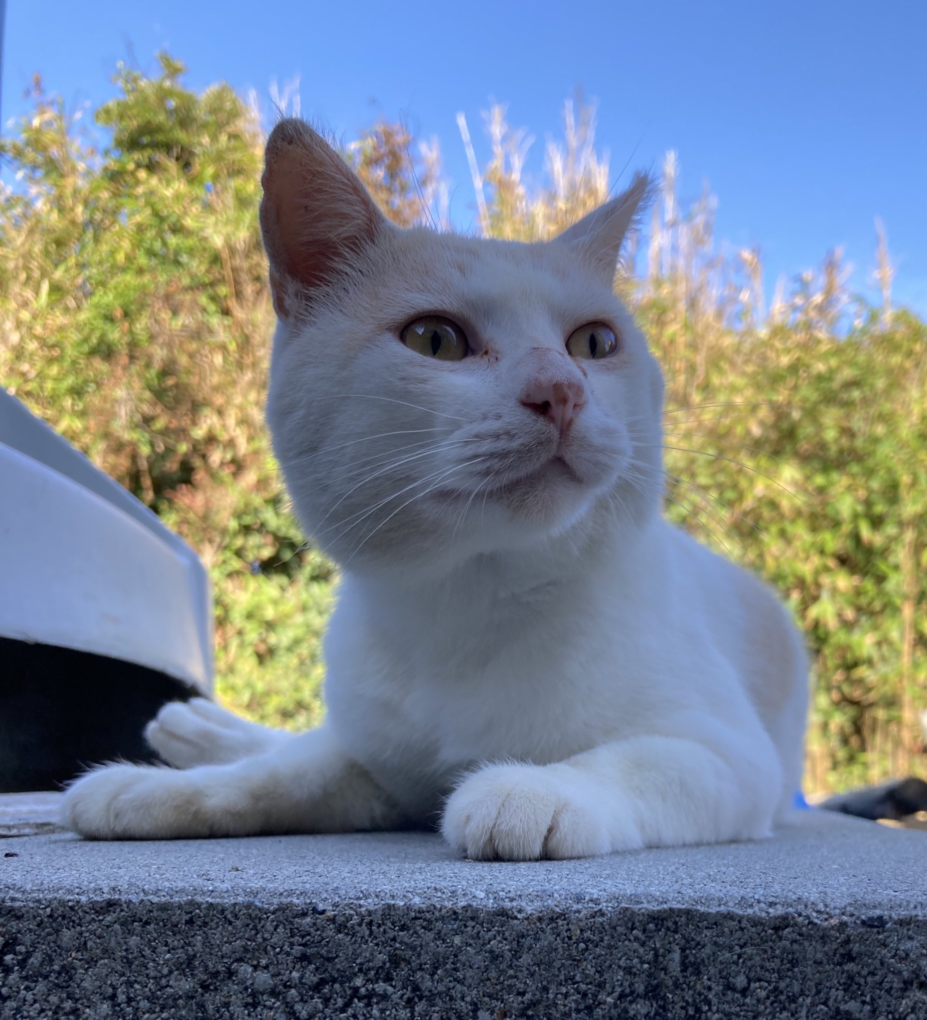 有田焼/ねむり猫 Amazon.co.jp: 陶器市x 有田焼 古伊万里 染錦 眠り猫 猫置物