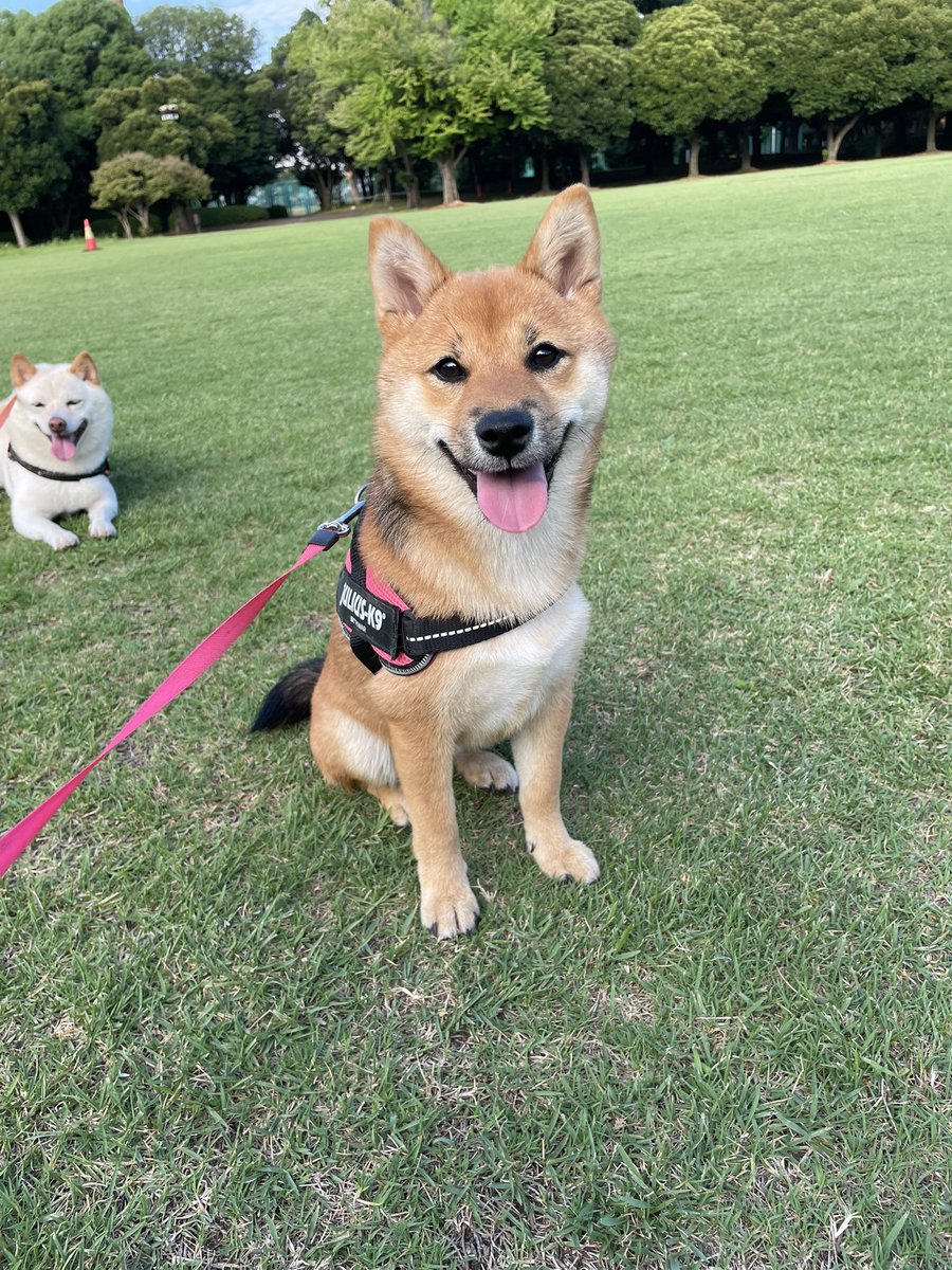 aoki_koromo's tweet photo. パピ子こゆき 7ヶ月。
6kgになりまちた。 
 #豆柴 #柴犬 #三毛柴 #白柴 #赤柴 #パピー https://t.co/JKR5M8v4Ua
