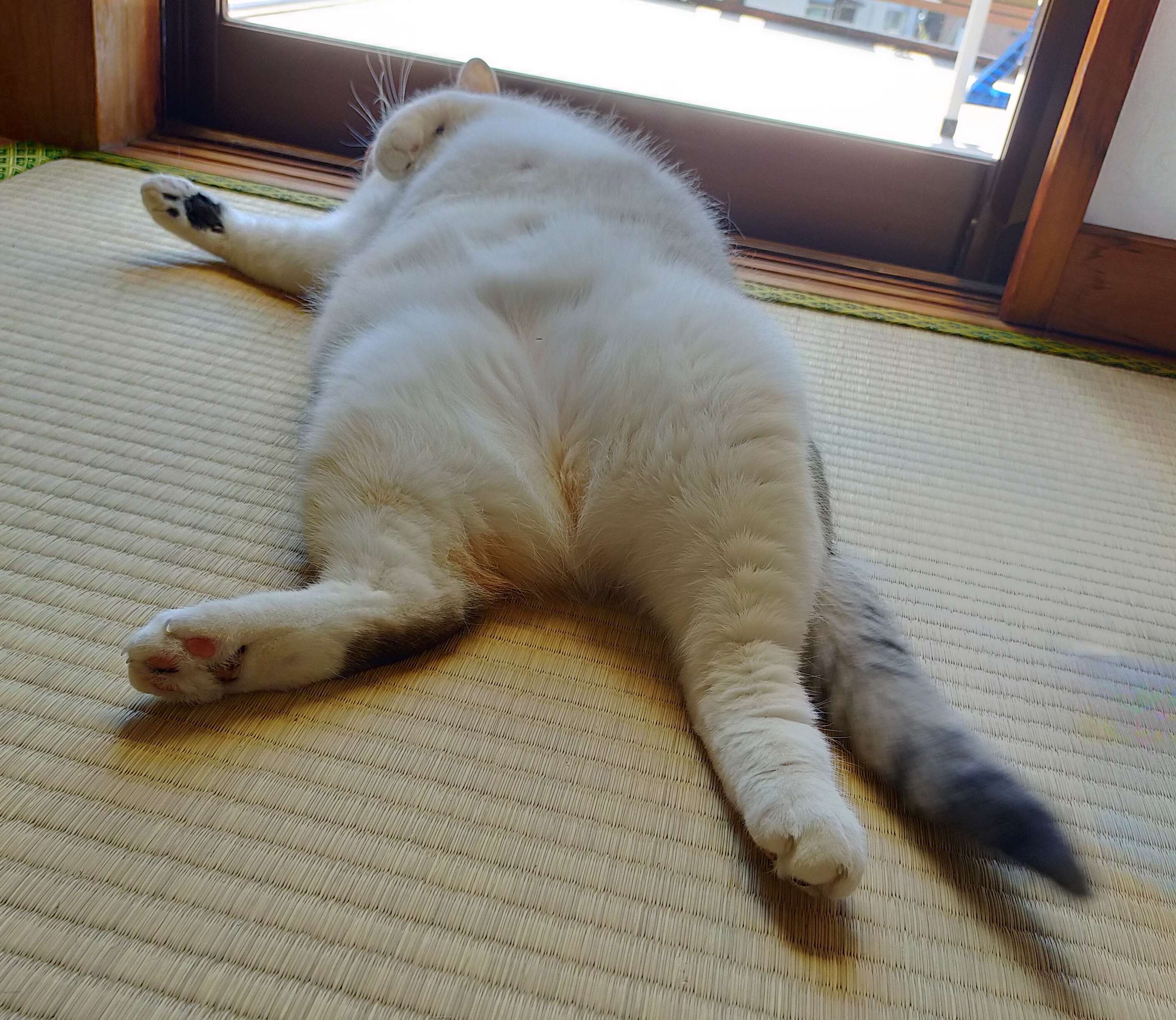 まさまさ(猫) on X: 