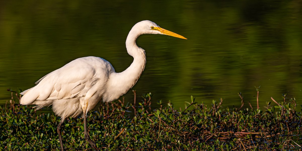 Welcome to My American Morning
Good morning, Folks. When the bird is this close it can be difficult to get everything in the frame. In this case, I cut off part of his leg. (no birds were injured in this photograph)

Oops! I cut off part of his leg — Conestee Nature Preserve in