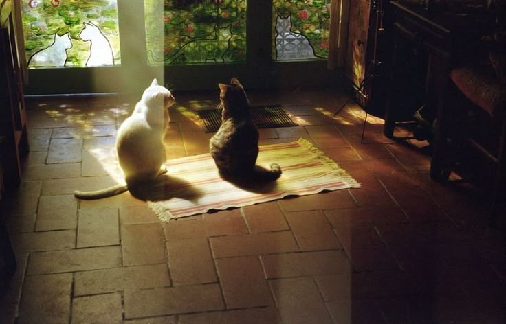 • (@purhaya) on Twitter photo 