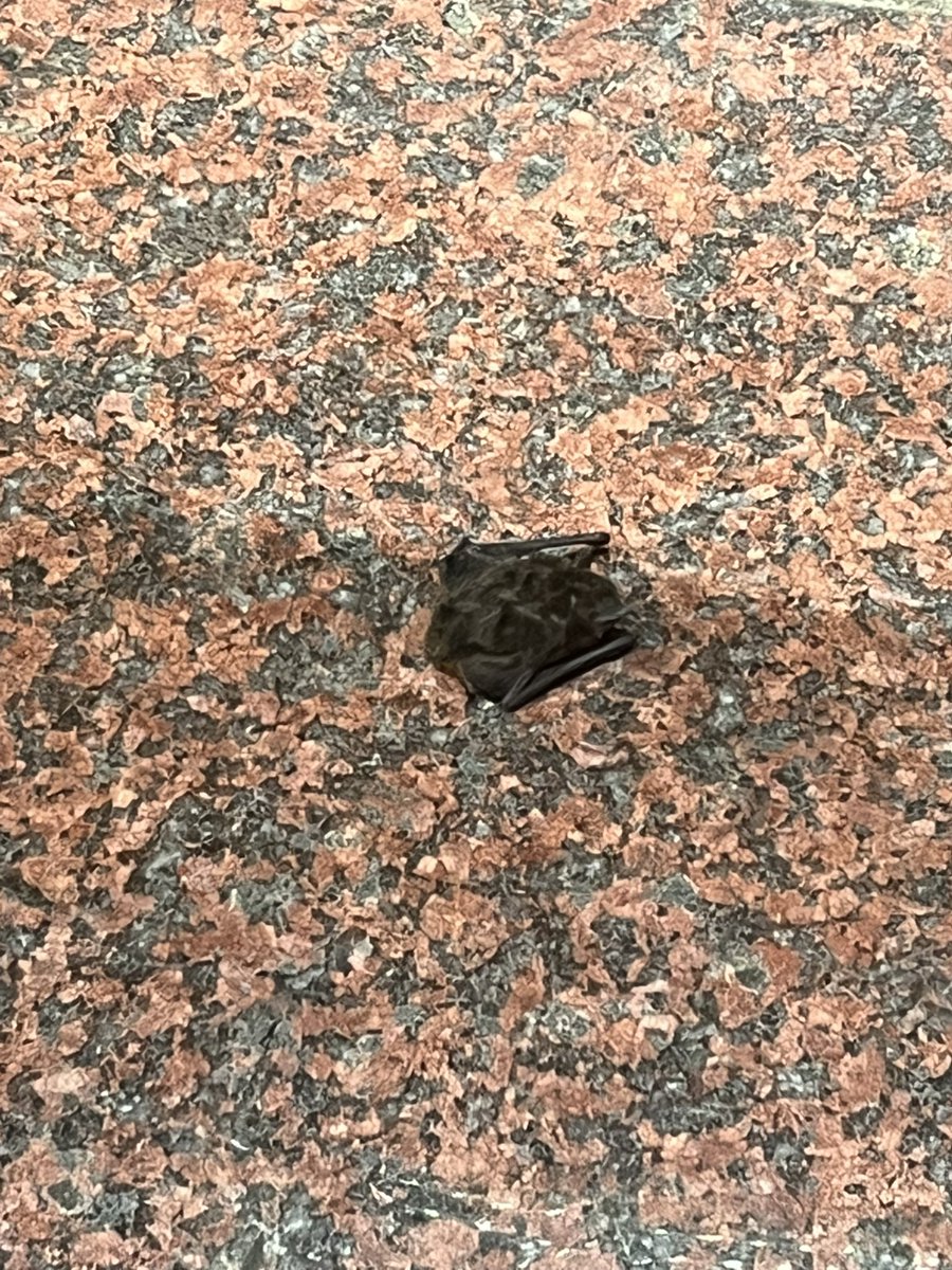 近所のコンビニの入口にコウモリ。死んでるのか寝てるだけなのか？