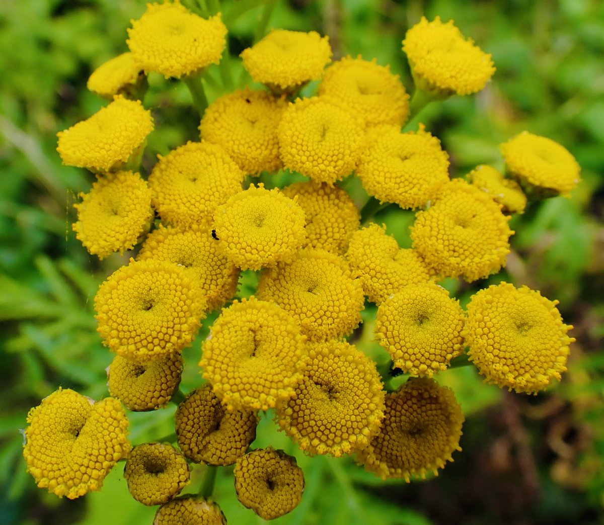 #SundayYellow #Flowers