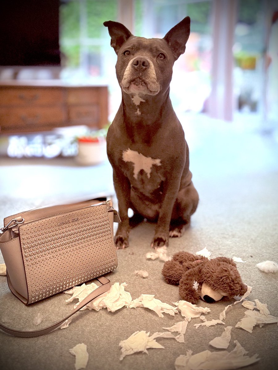 Mum, I found a tissue in your bag, but don’t worry I destroyed it! ❤️❤️ #IsaMary #Cute #SuperDog