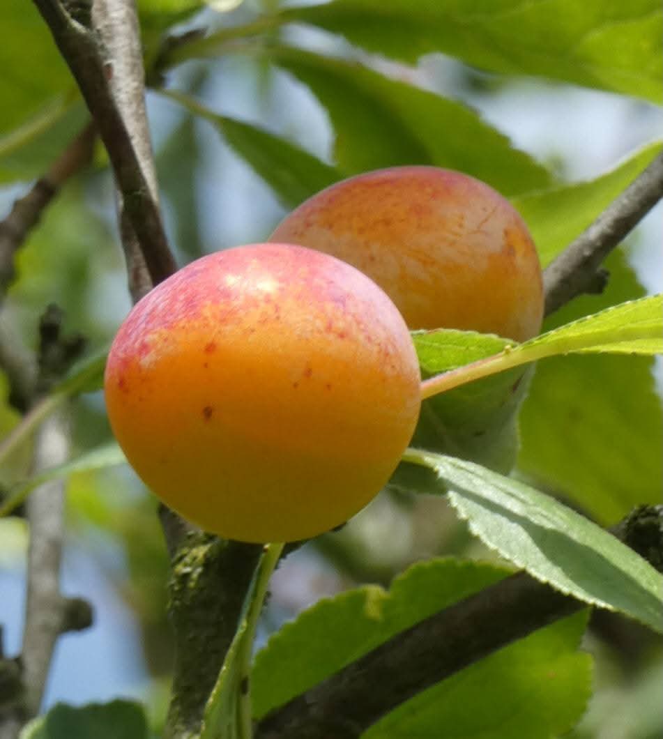 p_bischetti's tweet photo. C'est la pleine période des mirabelles ( année exceptionnelle ) , et la chance que des voisins m'aient offert une tarte 💛
Je vous souhaite un agréable dimanche 🙏 https://t.co/uOVd8mkqwm