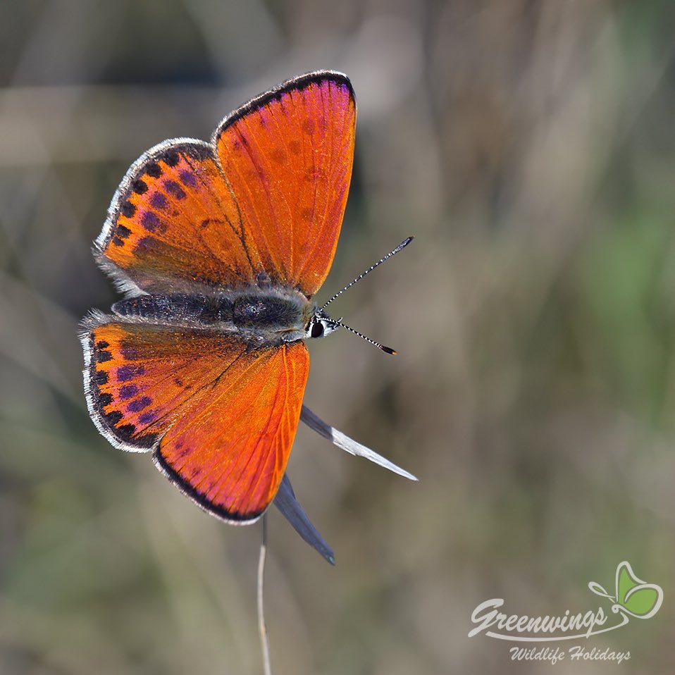 Male Lesser Fiery Copper (Lycaena thersamon). A photo taken very close to where I live in Rhodes, Greece 🇬🇷
