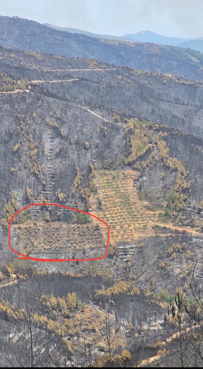 LO QUE EL MONTE ENSEÑA SI EL QUE MIRA SABE LEERLO:

La famosa fotografía del olivar bien labrado y cultivado que resistió el avance del fuego y no se quemó, es realmente un documento tan impactante como clarificador.

Pero la fotografía nos enseña también que aquellos olivares