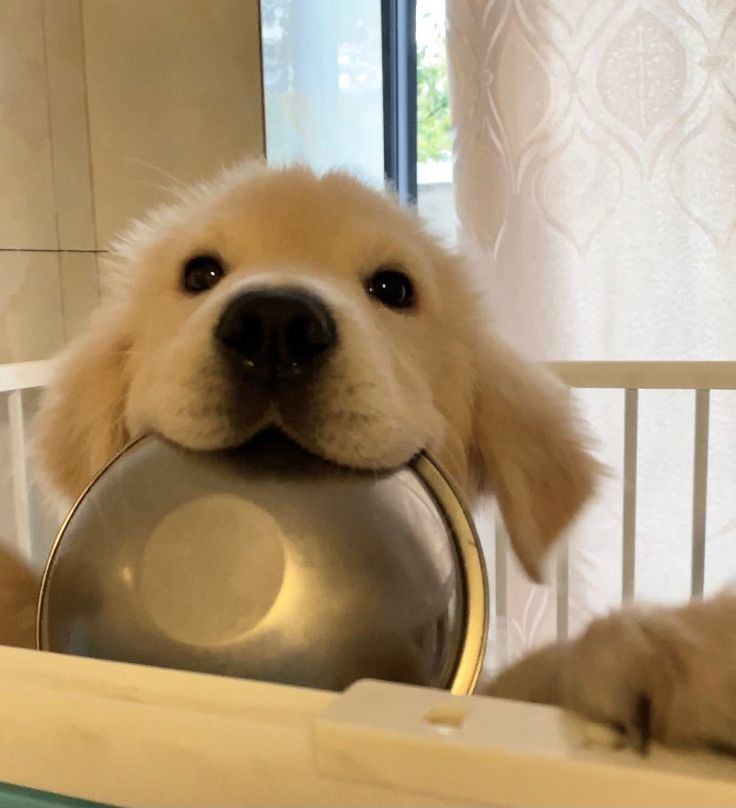 he wants his bowl filled with poison ❤️