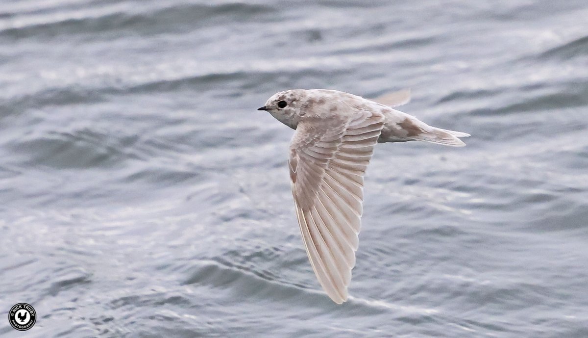 Old Caley (@old_caley) on Twitter photo This very lovely leucistic Sand Martin was amongst a couple of hundred of normally plumaged birds at Farmoor Reservoir this morning. <a href="/BirdGuides/">BirdGuides</a> <a href="/Natures_Voice/">RSPB</a> <a href="/BBOWT/">BBO Wildlife Trust</a> <a href="/RareBirdAlertUK/">RareBirdAlertUK</a> #leucism #snowbird This very lovely leucistic Sand Martin was amongst a couple of hundred of normally plumaged birds at Farmoor Reservoir this morning. <a href="/BirdGuides/">BirdGuides</a> <a href="/Natures_Voice/">RSPB</a> <a href="/BBOWT/">BBO Wildlife Trust</a> <a href="/RareBirdAlertUK/">RareBirdAlertUK</a> #leucism #snowbird