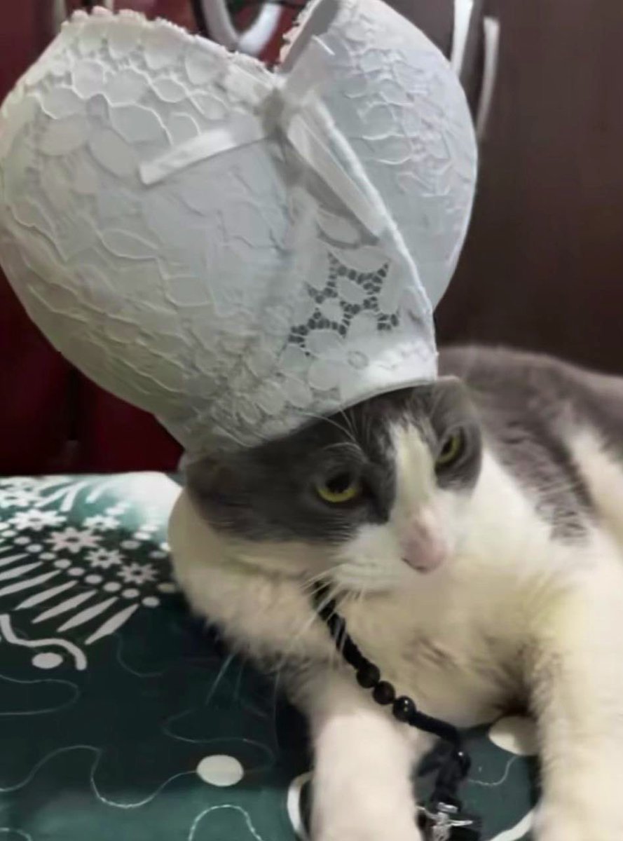 SlenderSherbet's tweet photo. "In nomine Catris et Kitti et Spiritus Catnip" https://t.co/QtrQnUCSjZ
