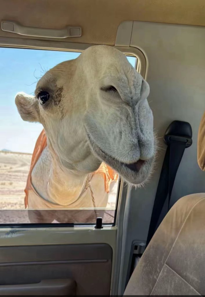 حنا عرب يامدّعين المواجيب
ياما لصعبات الامور ارتكينا

حقوقنا ماهيب توخذ عشا ذيب
واذا قدرنا من كرمنا عفينا

ونشوم ونقدر هل الطيب ونطيب
والله كريم ولا عطانا عطينا

ووجيهنا ماهيب بيضٍ من الشيب
بيضٍ من اللي يفعلنه يدينا

لـ ضيف الله السميري