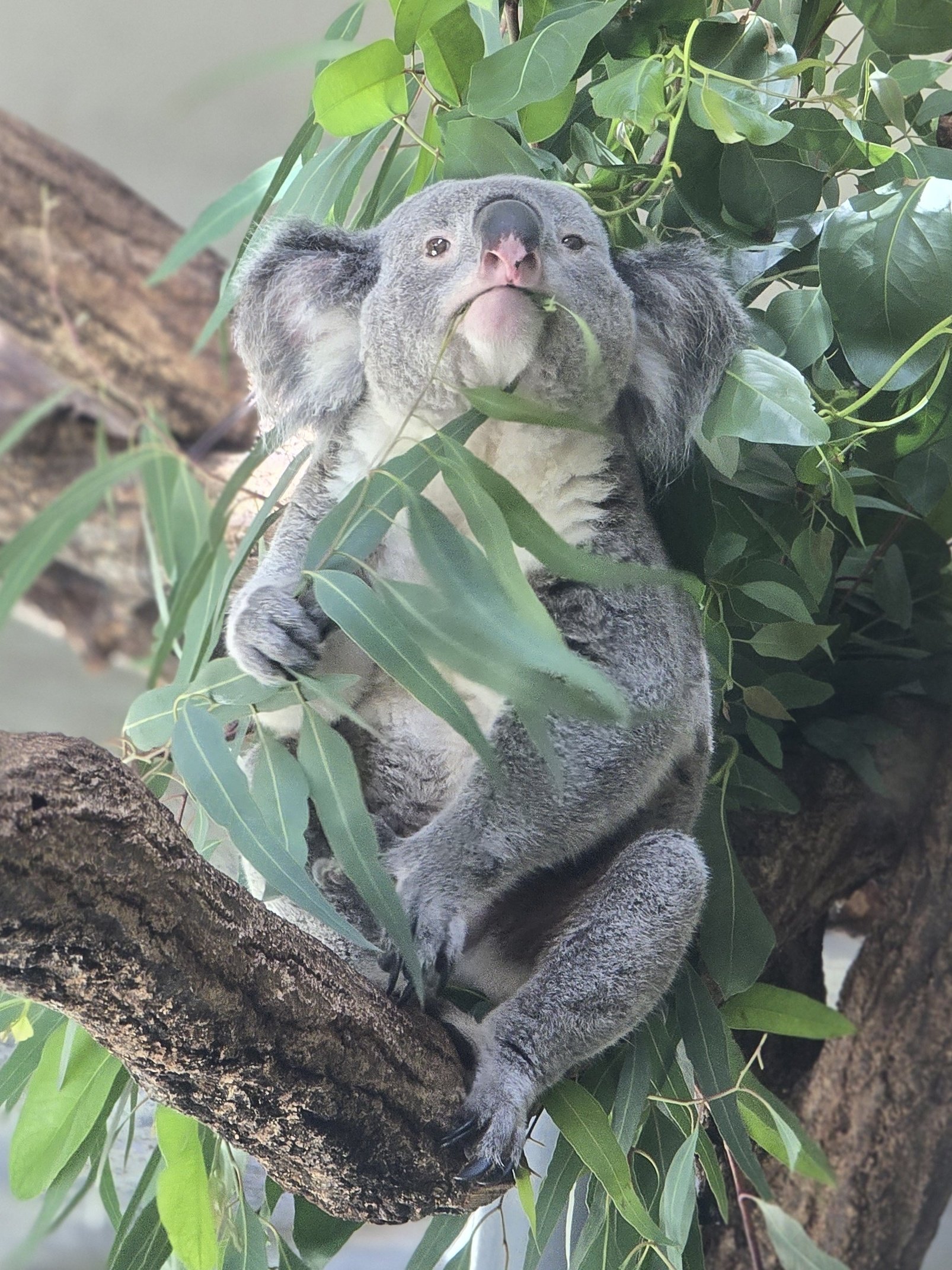 どうぶつ着ぐるみマスコット コアラ・キリン編 まとめ売り 27個
