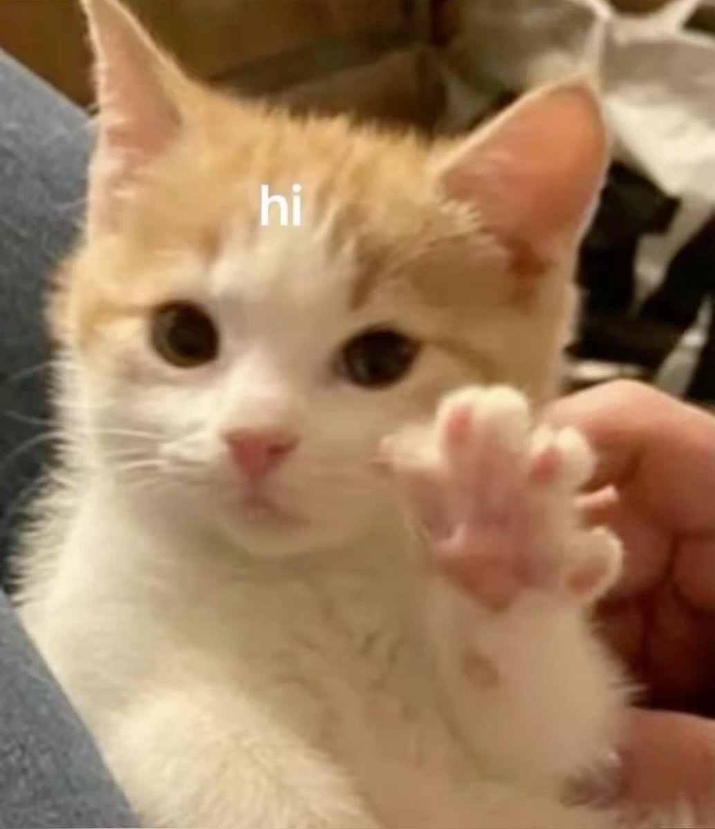 sorsor🐈 tweet media