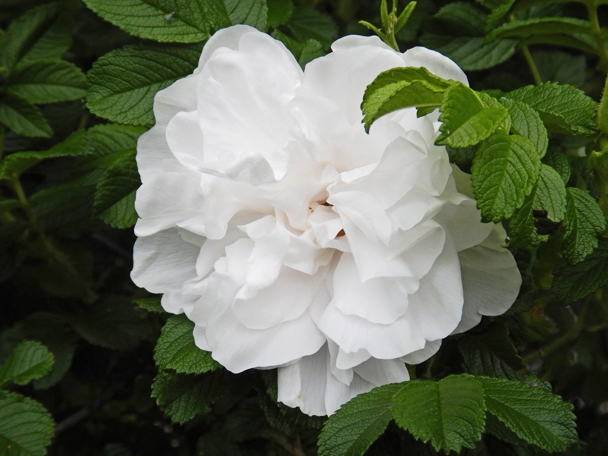 A nice wild white rose for all you ladies out there while they last. Wild rose season is ending now and already there are rose hips on many of the trees.
