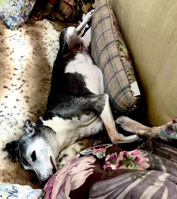 Sundays when you're an old rescue whippet - well every day really! Just an old sofa for your use alone, with a nice bank of comfy cushions and a faux fur blanket. Mmmm... wake me up for supper
#sunday #RescueDogs #whippet