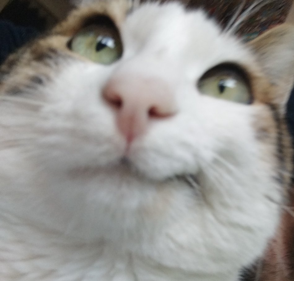 Mutluthehapycat's tweet photo. Naber füttürükler sisi de füttürüm mü https://t.co/akEl5ueKei