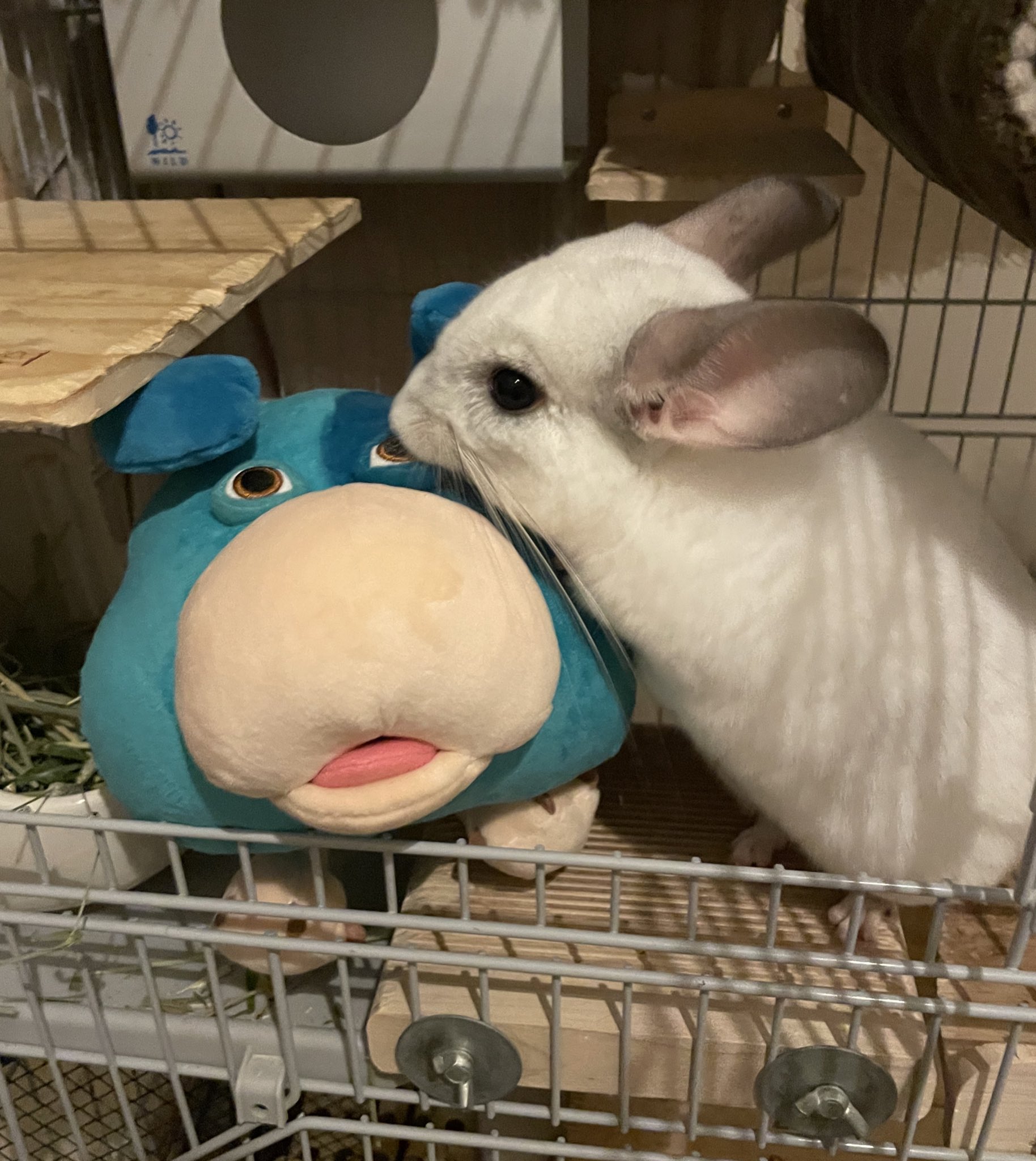 チンチラ プロフ必読‼️です❣️ もかっちゃ on X: 