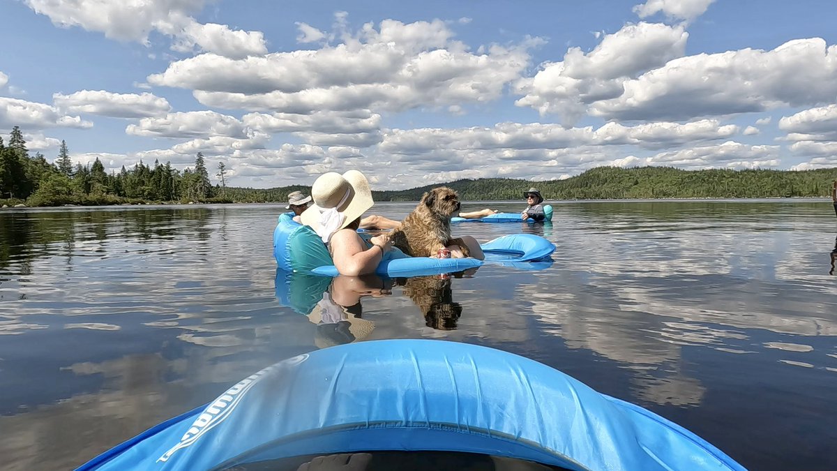 I visited my pals Koda and Gimli yesterday and cooled off in their lake. 😎 But I think I need my own floaty lounger. 🤔🤭 #SunDog #WaterDog #BestPals