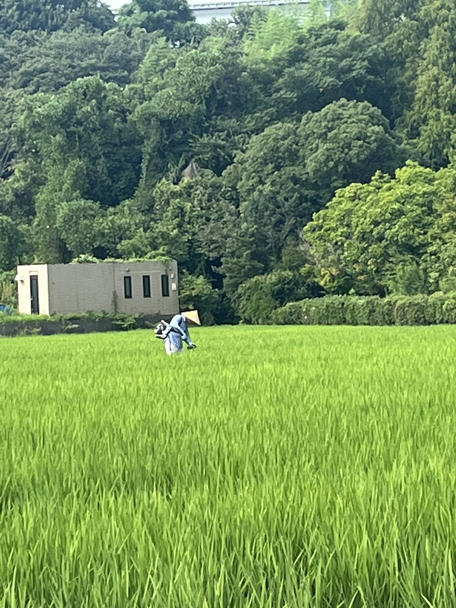 ❤さくらさま❤金福手形❤金福招福転写吉方位作用増幅✨️ 型抜きアート・福花雛｜株式会社さくらほりきり