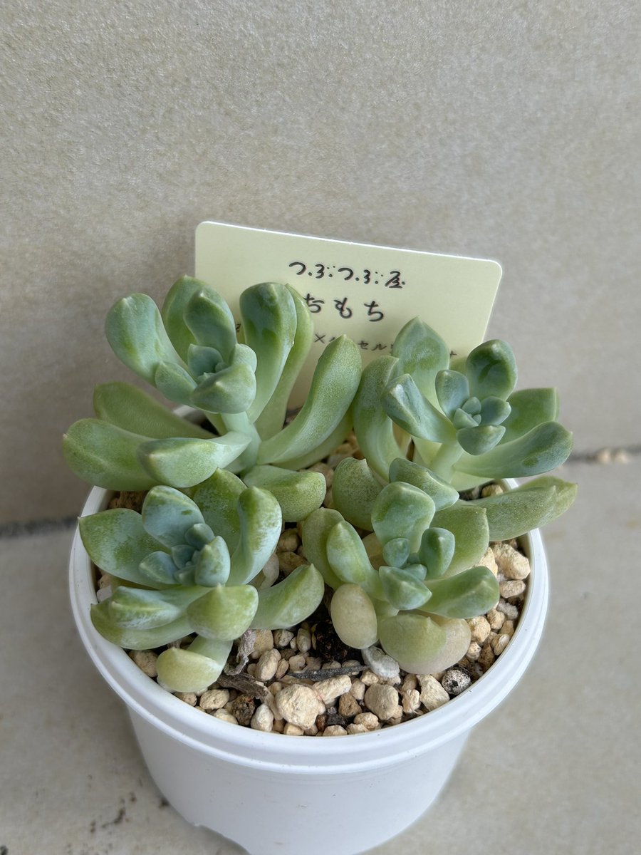 つぶつぶ屋 ❤️おもち丼❤️多肉 鉢のまま つぶー つぶお モリモリ