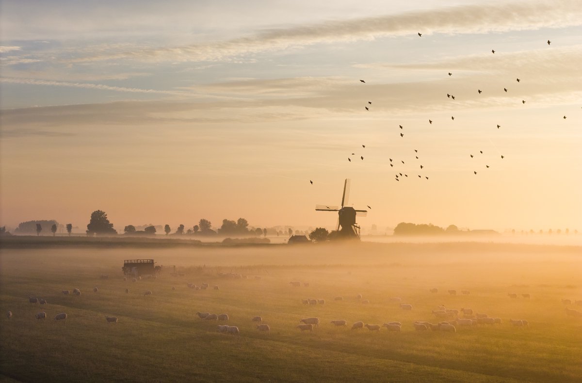 Morning rush hour on the Dutch countryside