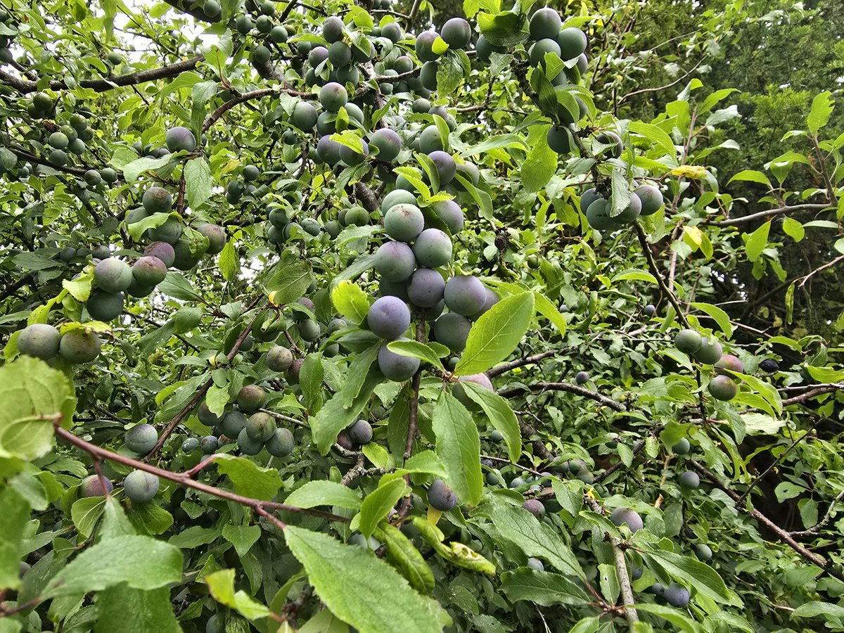 Walk_Wiltshire's tweet image. A 9.5-mile recce from Bishop’s Cannings to The Gallops, full of discovery—Roman roads, tumuli, long barrows &amp;amp; a surprise deer sighting 🦌 Thanks Debbie for the early start &amp;amp; great company! #WalkWithMe #VisitWiltshire #WeekendWalks #GoOutdoors #timeforwiltshire