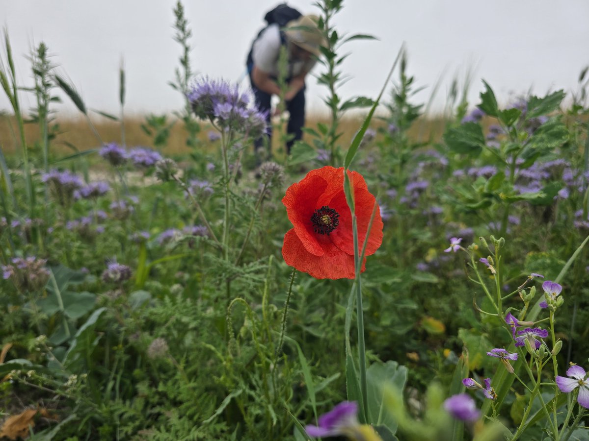 Walk_Wiltshire's tweet image. A 9.5-mile recce from Bishop’s Cannings to The Gallops, full of discovery—Roman roads, tumuli, long barrows &amp;amp; a surprise deer sighting 🦌 Thanks Debbie for the early start &amp;amp; great company! #WalkWithMe #VisitWiltshire #WeekendWalks #GoOutdoors #timeforwiltshire