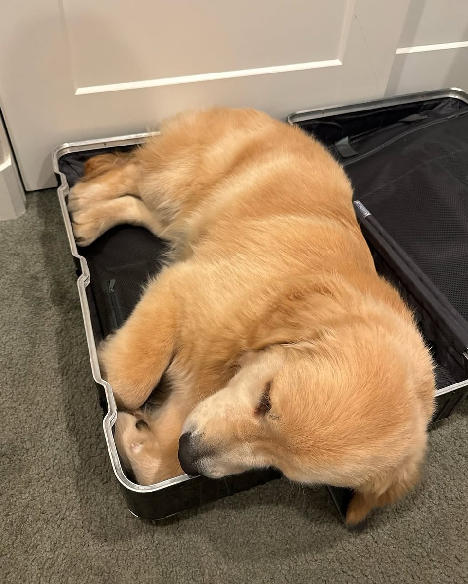 청려가 캐리어 꺼내면 쑥 들어가는 신콩
문대가  ㅋㅋ야 신재현 이거봐라.   이러고 사진 욘내 찍으면서 청려 부름
그럼 연예견 신콩 카메라 의식해주구 꼬리흔들다가 아빠 오자마자 캐리어 모서리에 코 쿡.박고 나 이대로 가방문 닫으라고 시위 시작
그러면 아빠 남친이 박장대소하면서 뚜껑 덮어줌