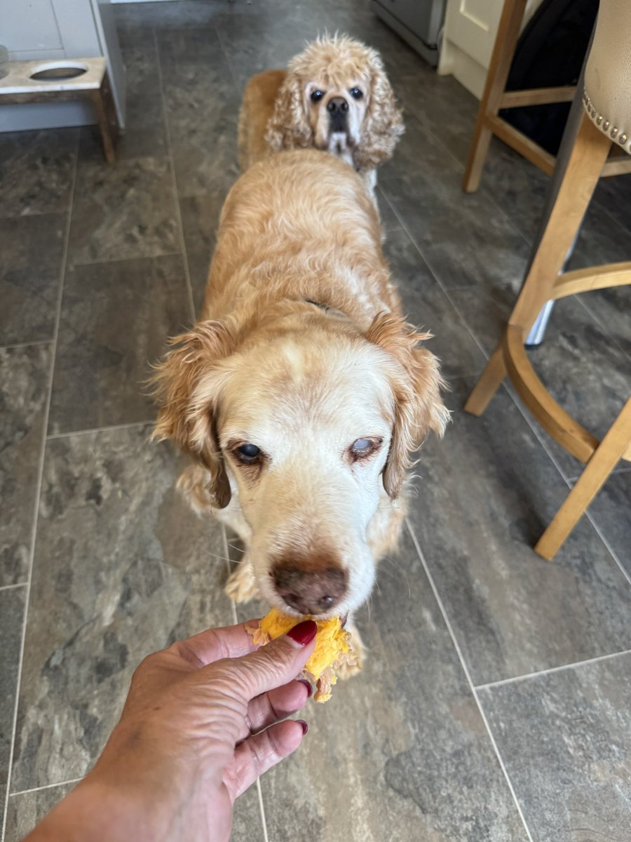 SpanielsSuper's tweet image. Well!
There’s a tale?
After all our hard work …. 
Mum just hands Ronnie some left over omelette #Favouritism 

She saw me watching  👀 #Busted so she gave me a minute fragment 
#BadlyDoneTo