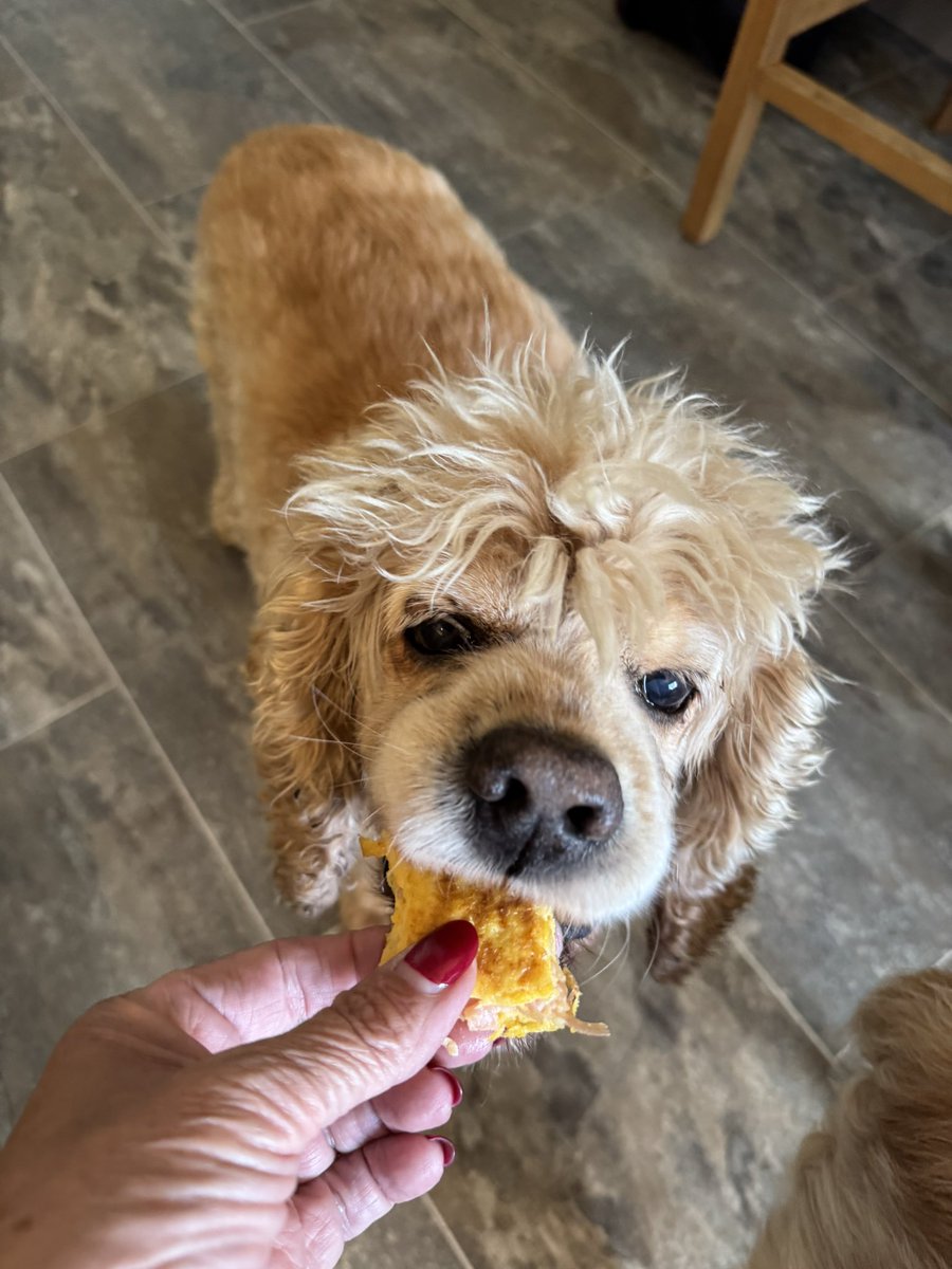 SpanielsSuper's tweet image. Well!
There’s a tale?
After all our hard work …. 
Mum just hands Ronnie some left over omelette #Favouritism 

She saw me watching  👀 #Busted so she gave me a minute fragment 
#BadlyDoneTo