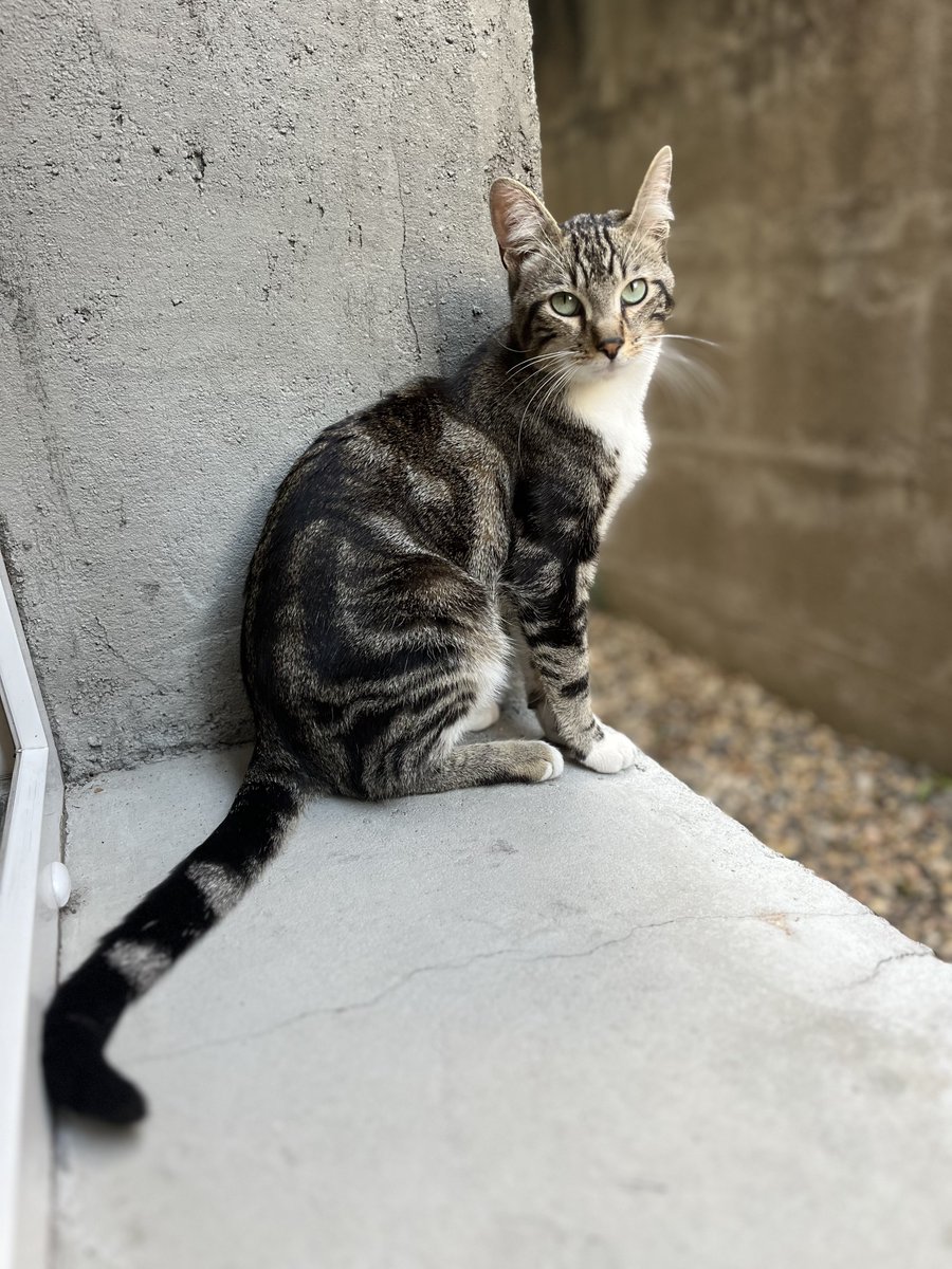 lookmax79's tweet photo. My new and only friend at Gym)) Its much easier to connect with Animals than Humans this days, and it shouldn't be that way. https://t.co/uNyAQsor3W